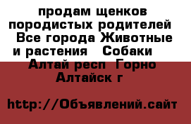 продам щенков породистых родителей - Все города Животные и растения » Собаки   . Алтай респ.,Горно-Алтайск г.